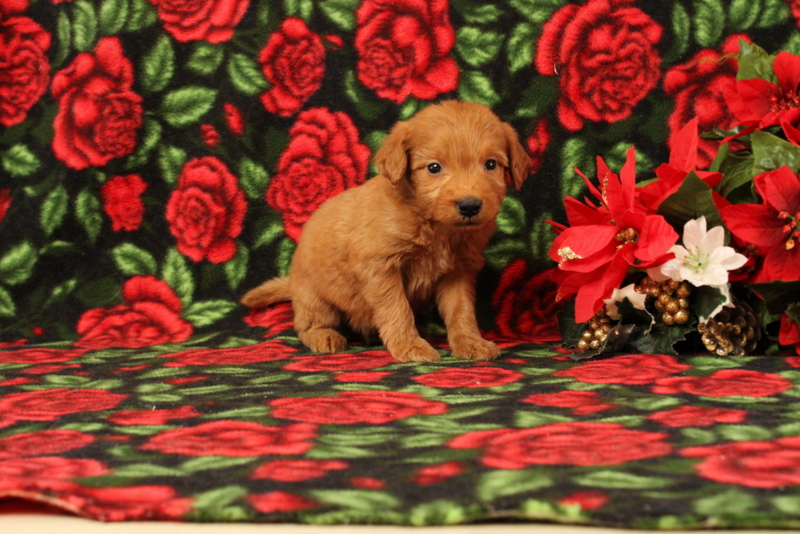 puppy, for, sale, Mini Goldendoodle F1, Matthew B. Stoltzfus, dog, breeder, Gap, PA, dog-breeder, puppy-for-sale, forsale, nearby, find, puppyfind, locator, puppylocator, aca